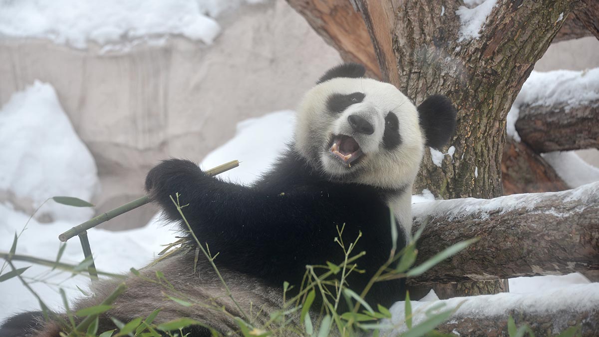 Горожанам рассказали, каких животных и птиц в Московском зоопарке лучше смотреть зимой