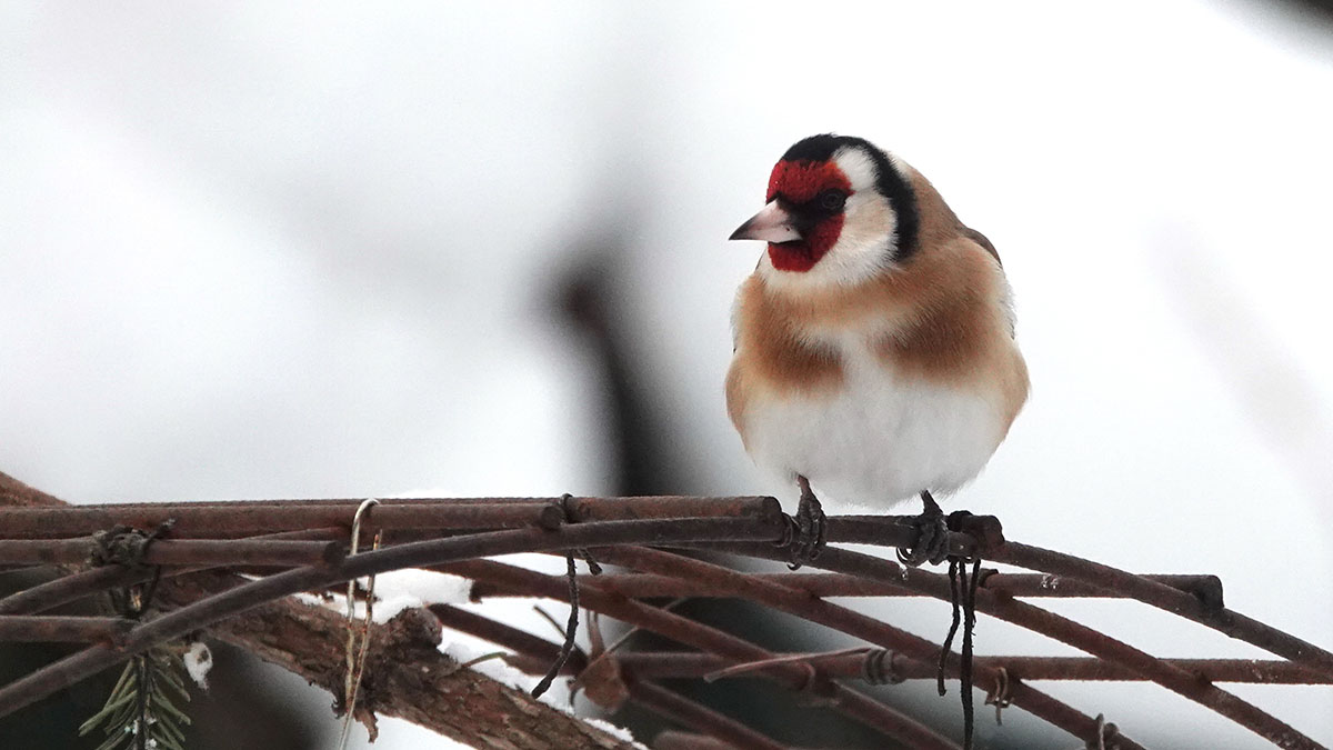 «Будет очень опасно и скользко»: Вильфанд пообещал длительную оттепель в Москве