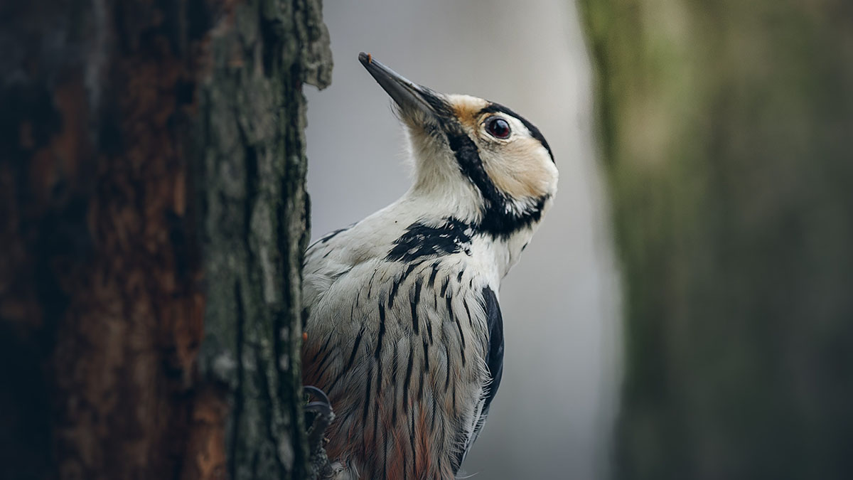 Москвичам рассказали, какие птицы прилетели в столицу зимовать