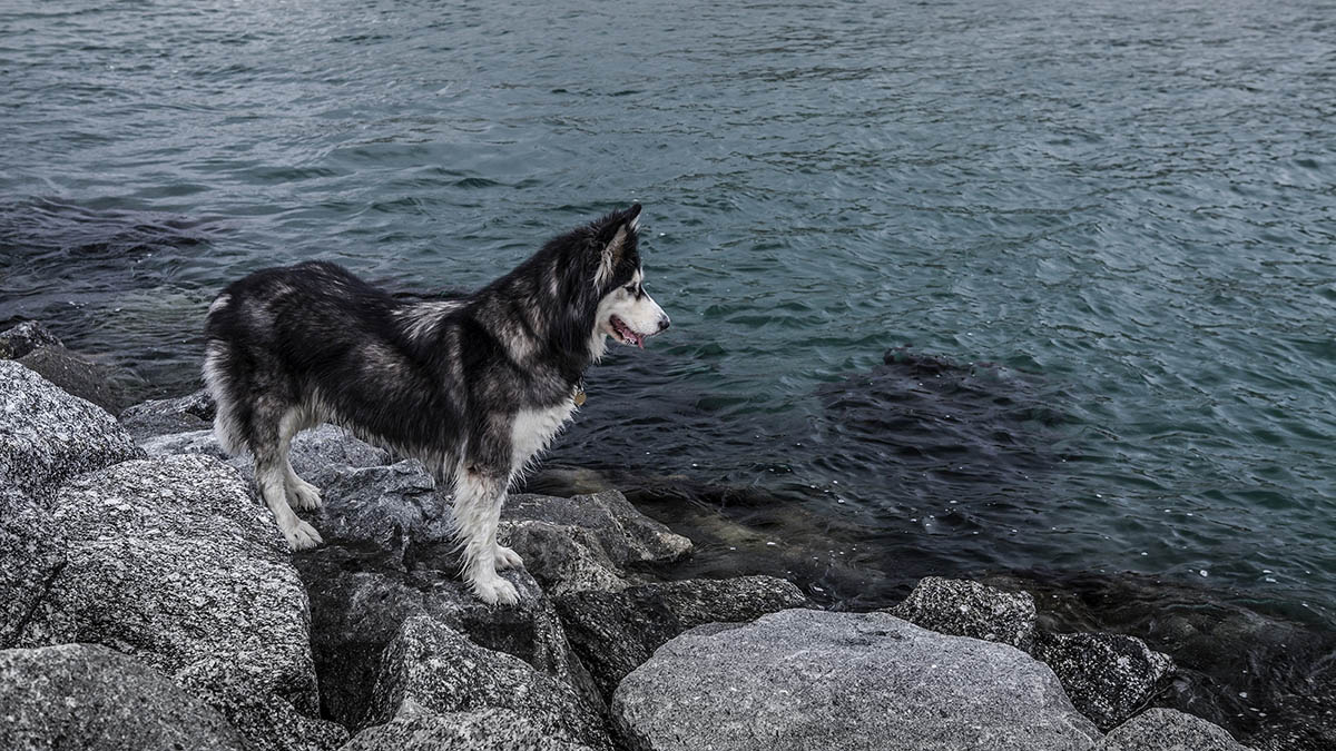 «Не могла иначе поступить»: женщина спасла тонувшую хаски в Воронежской области