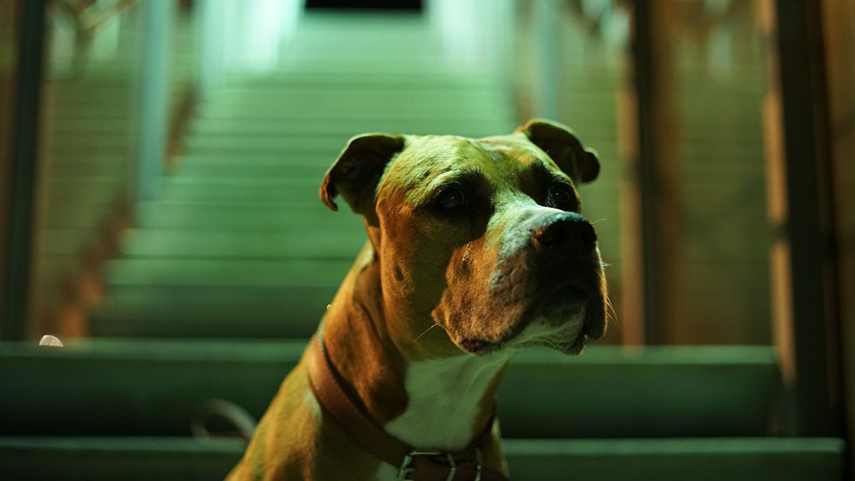 Бойцовская собака напала на пенсионерку с 3-летним внуком в Подмосковье