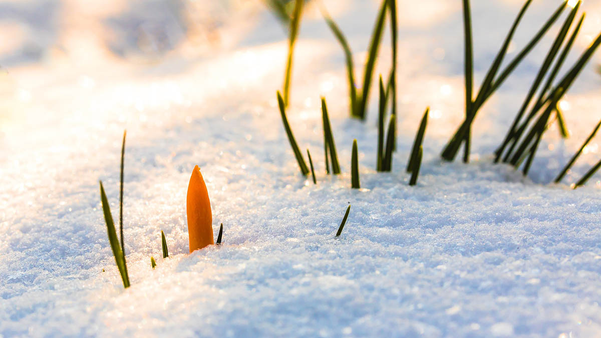 Солнечный удар и наводнение: дачников предупредили о последствиях снежной зимы