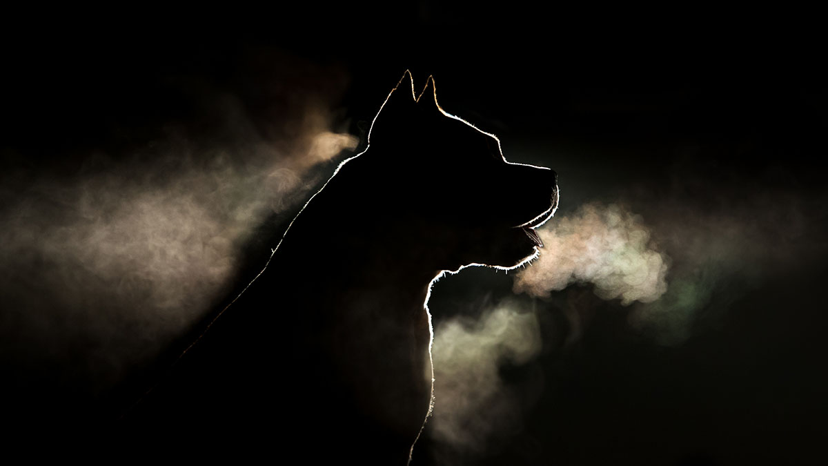 Найден владелец бойцовской собаки, напавшей на пенсионерку с 3-летним внуком