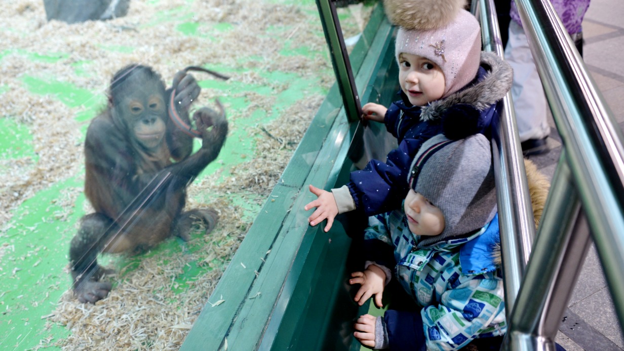 Юные москвичи Анна и Алексей Бикмухамедовы наблюдают за борнейским орангутангом Матику, который живет в одном из павильонов столичного зоопарка. У примата, кстати, тоже скоро день рождения. В марте обезьяне исполнится четыре года