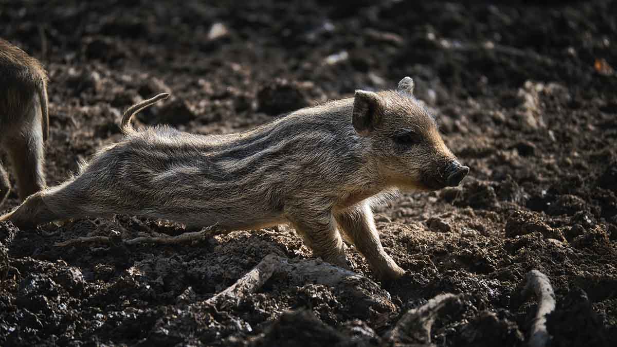 Около трех тысяч «радиоактивных» кабанов подстрелили за год в Германии