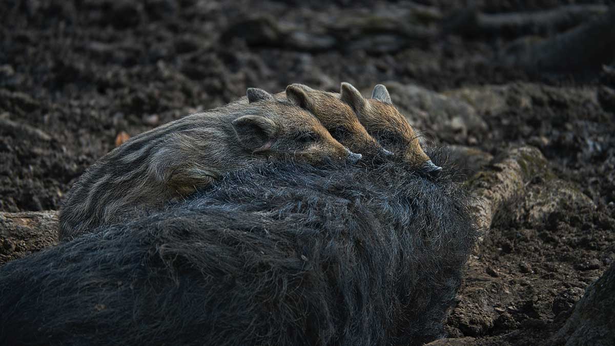«Вот это зрелище»: танцующие ламбаду кабаны попали в фотоловушку в Приморье