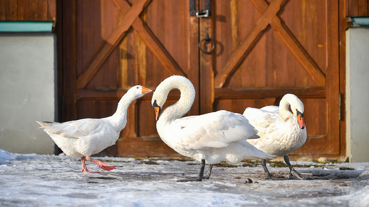 Грабитель ворвался в ресторан, украл приготовленного гуся и сбежал
