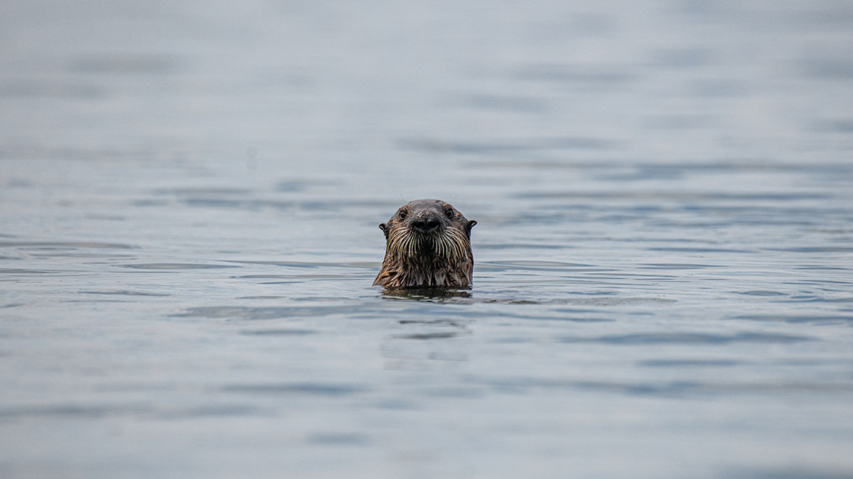 Полномасштабную борьбу с бобрами объявил премьер-министр Польши