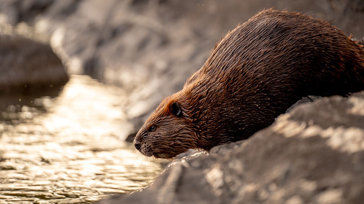 Московский зоопарк поделился видео с «показательным кормлением» бобров