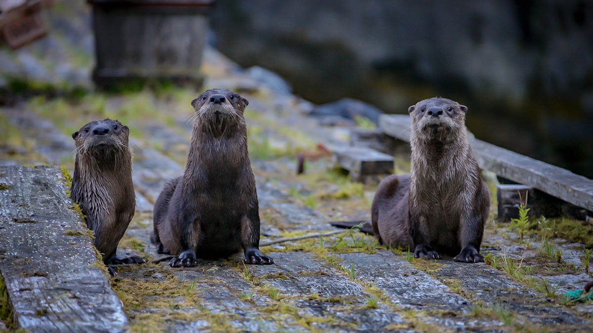 Голодные бобры повредили 200-летние буки на берегу реки в Германии