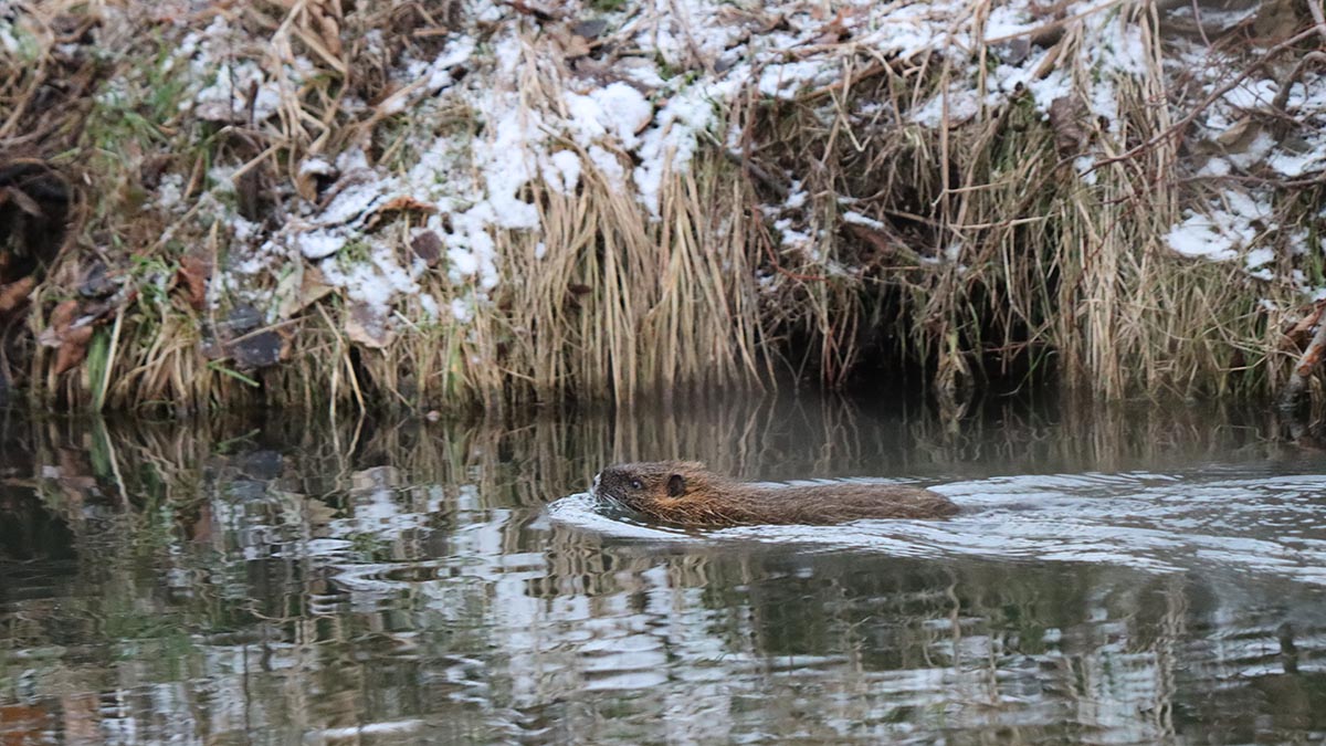 Владельца собаки, которая загрызла бобра в Москве, привлекут к ответственности