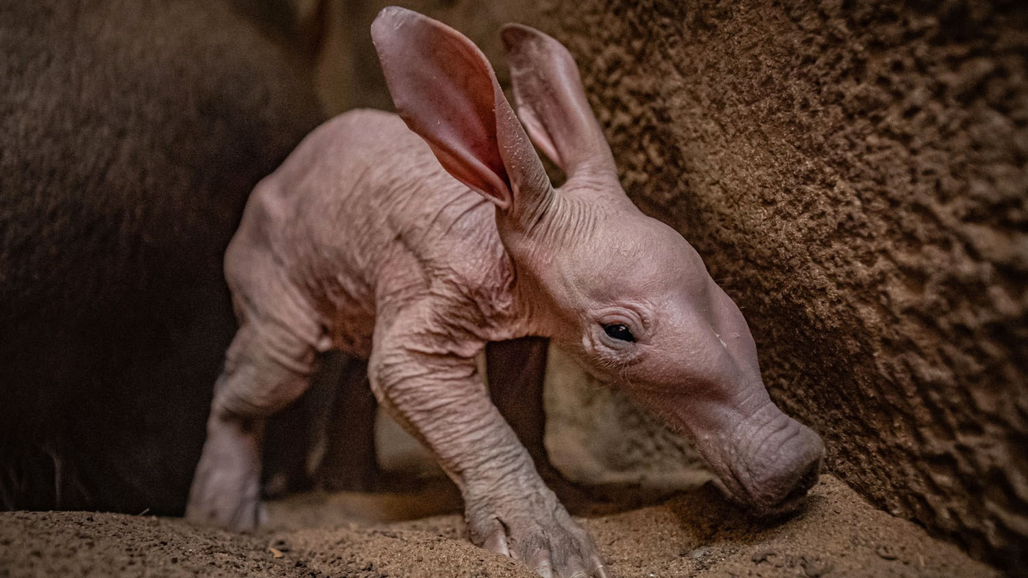 Детеныш трубкозуба родился в Британии впервые за 90 лет