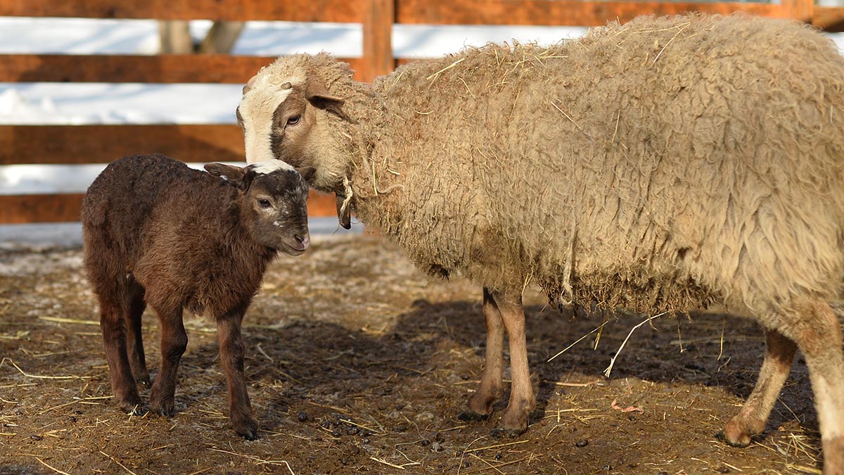 Веганка «спасла» ягненка с фермы и чуть не заморила его голодом