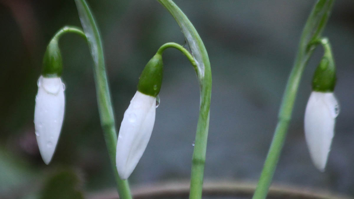 Интерактивную карту цветения растений создали для посетителей столичных парков