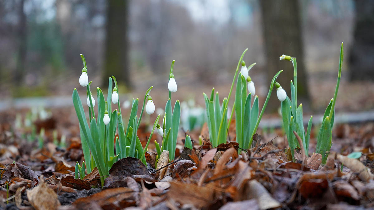 Погода в Москве 