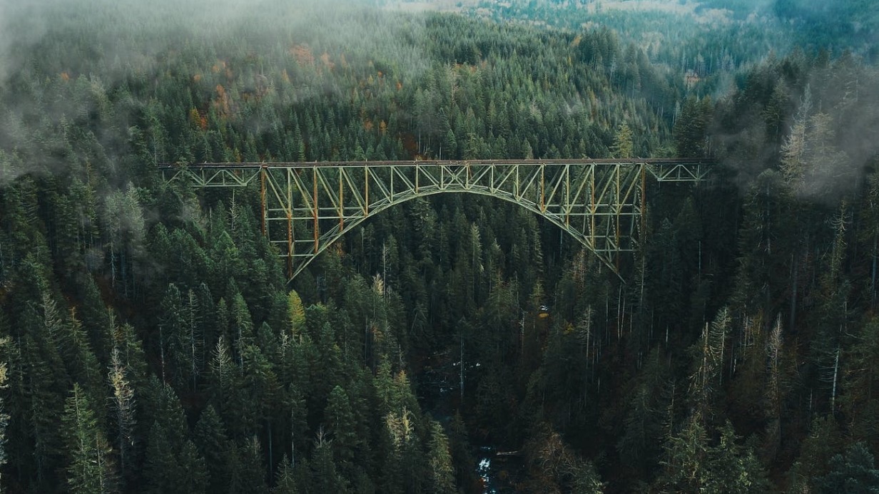 Древесные аксакалы: как леса помогают сохранить жизнь в экосистеме