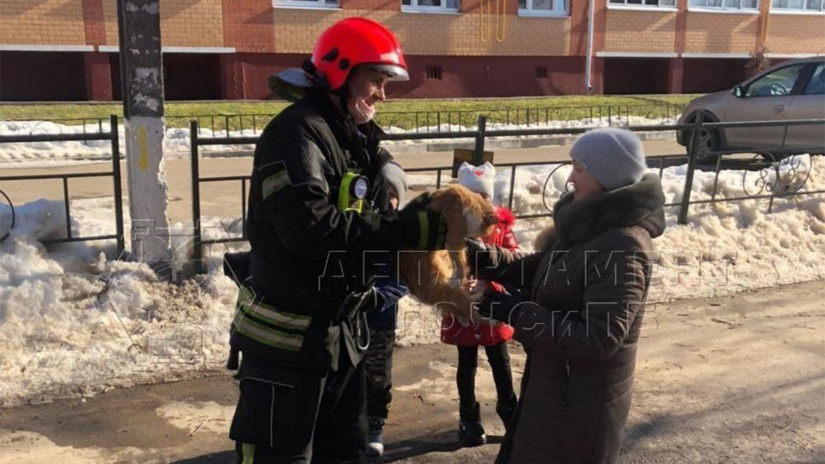Спасатели в Новой Москве помогли коту спуститься с дерева