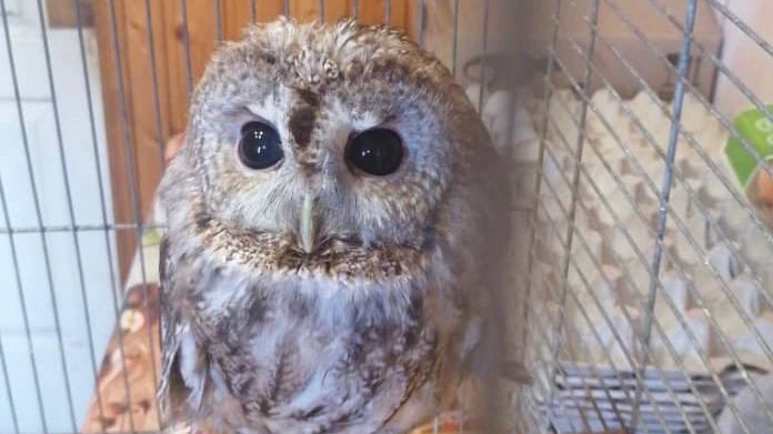 Краснокнижную сову спасли на Новом Арбате