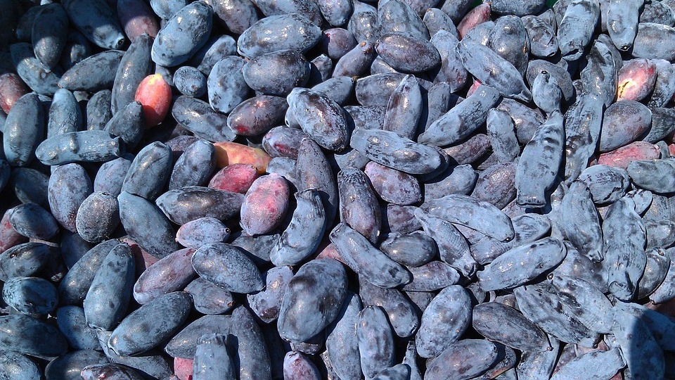 Ученые раскрыли неожиданные свойства жимолости