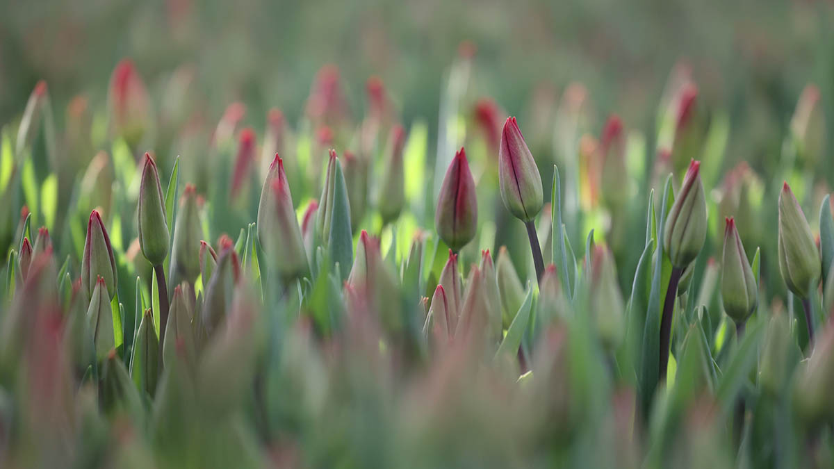 «Не критично»: Кунафин оценил влияние заморозков на цветение растений в Москве