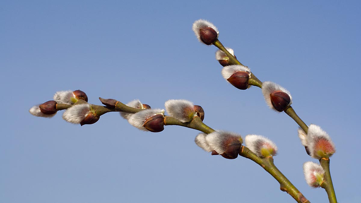 Пушистые почки появились на вербе в Москве