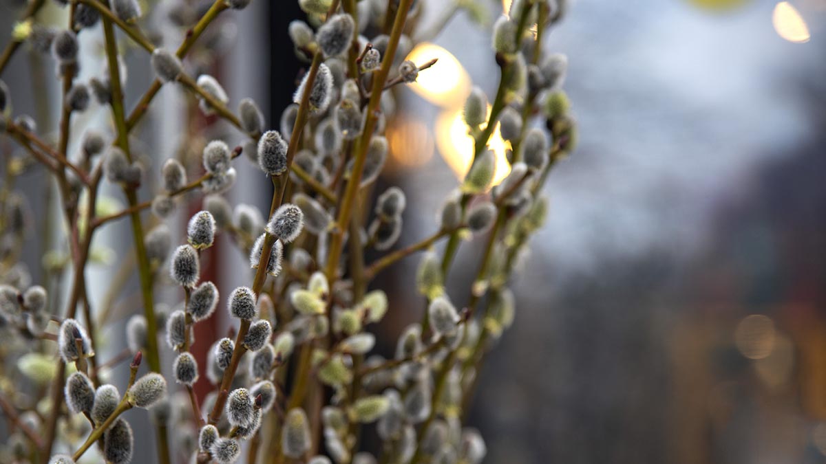 Вербное воскресенье: дата, приметы