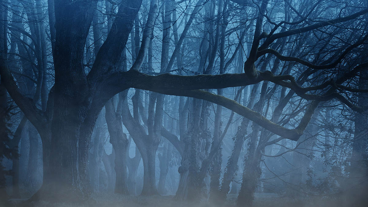 Два обгоревших трупа найдены на юго-западе Москвы