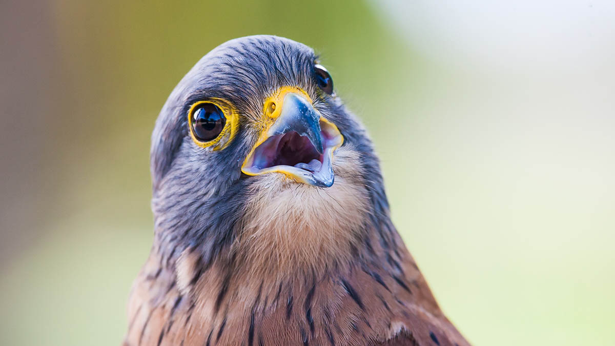 Ушастые совы и соколы-дербники вернулись в Подмосковье раньше срока
