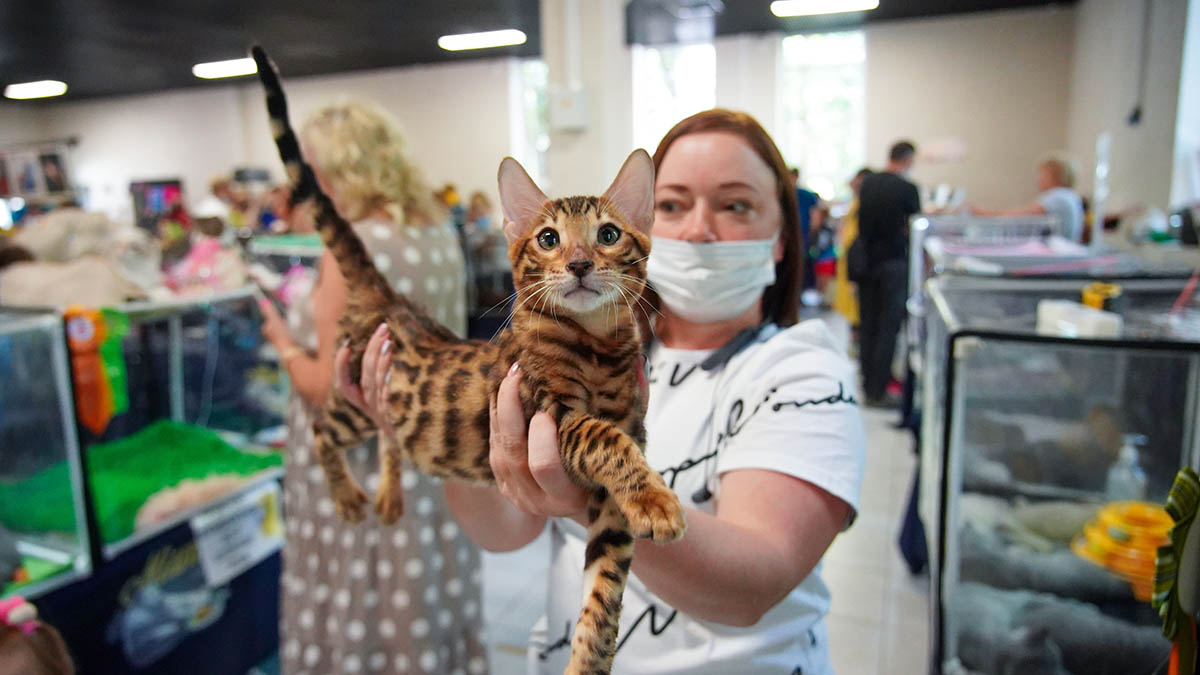 выставка кошек в москве