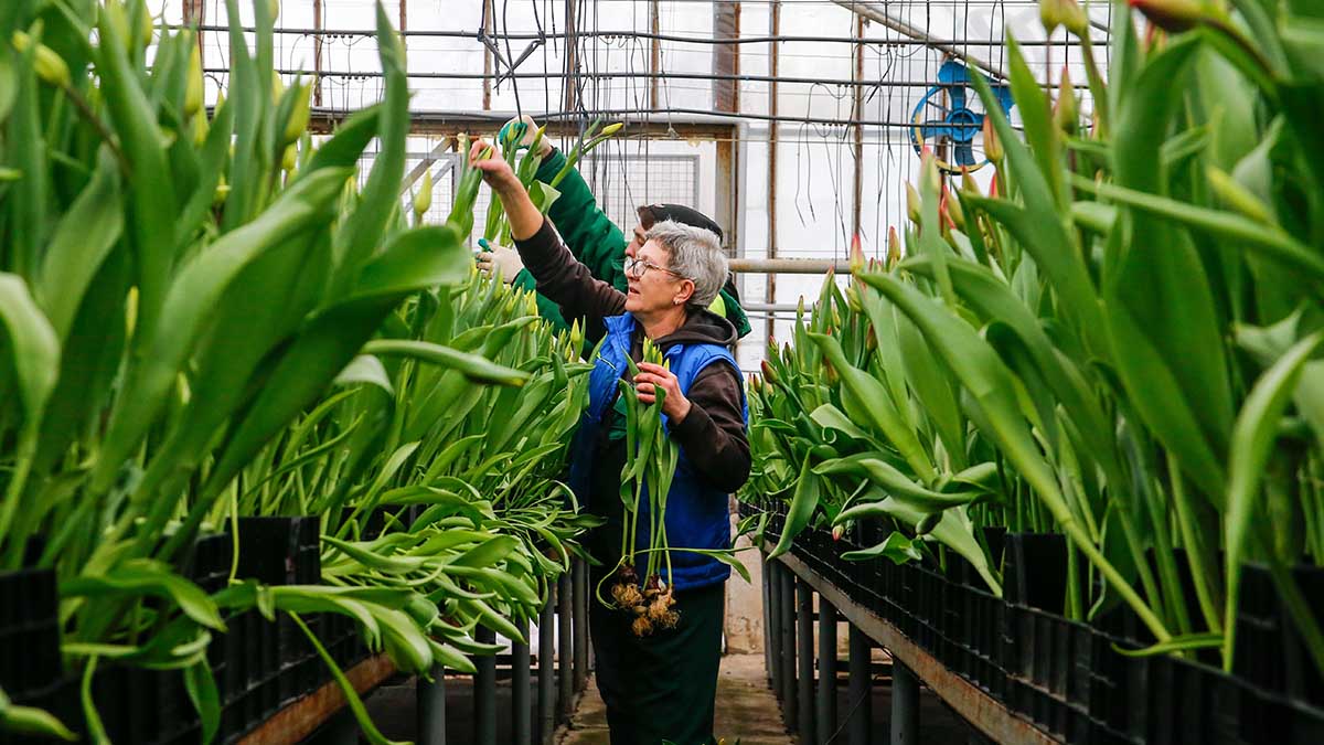 В Москве выращивают более 25 видов тюльпанов