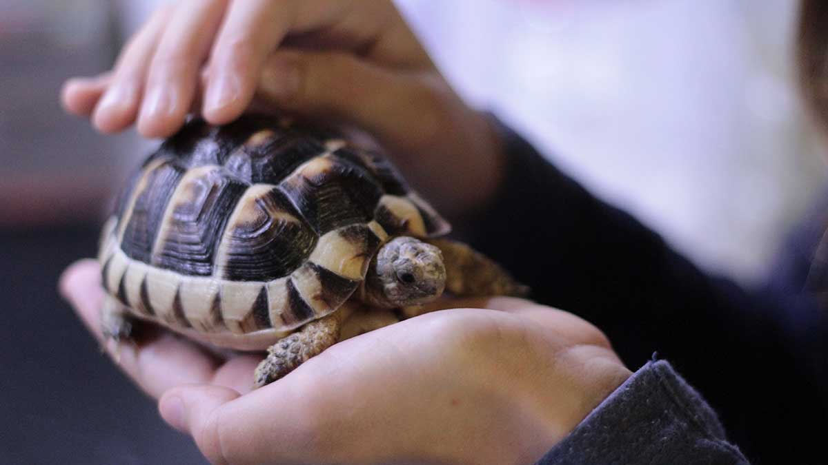 Пассажиры ЦППК в весенний период стали чаще совершать поездки с животными