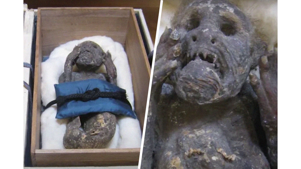 Ученые из Японии изучат мумифицированную «русалку», найденную в XVIII веке