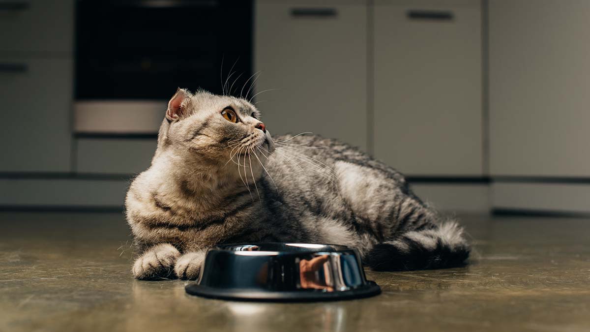 Ветеринар дал совет, как без последствий перевести домашнего питомца на новый корм