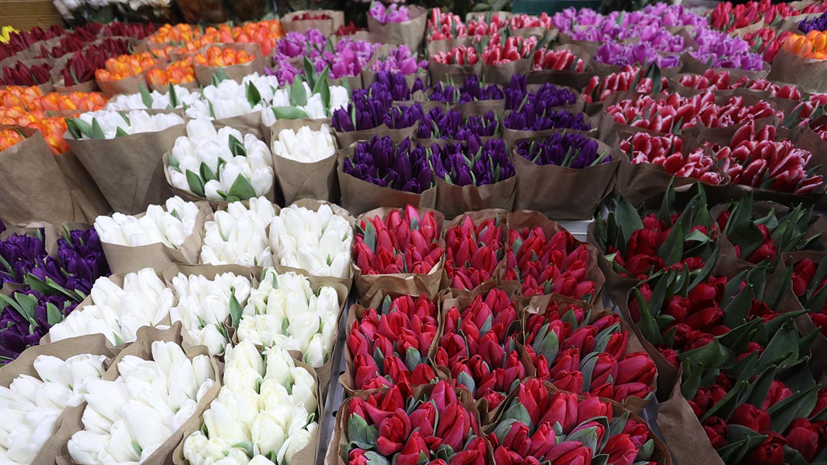 Флорист Селиванова рассказала, как изменятся цены на цветы перед 8 Марта