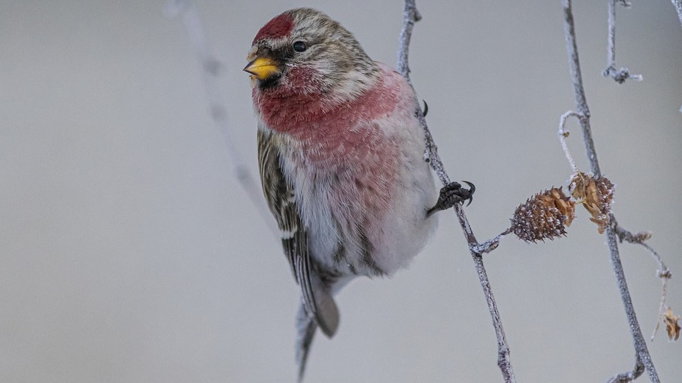 В Москве заметили зимующих в городе чечеток