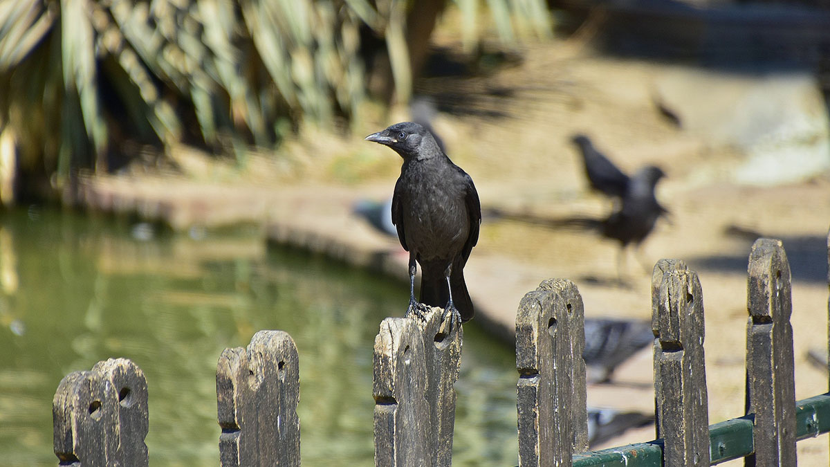 Грачи вернулись в Москву после зимовки