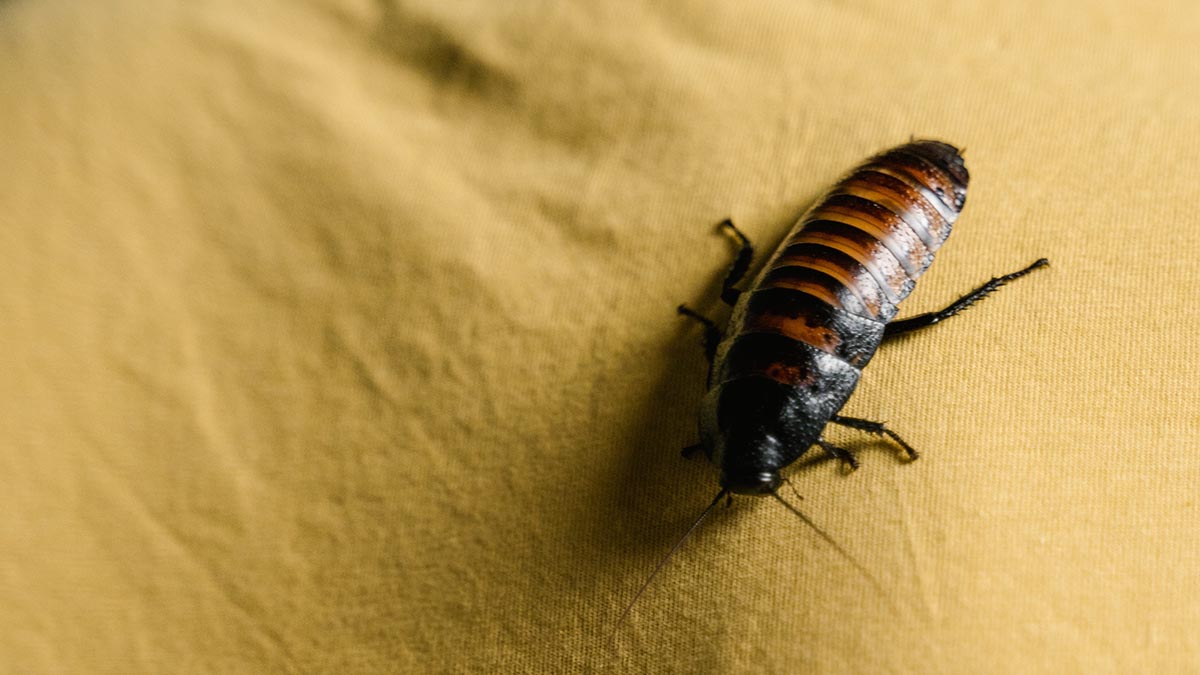 ДПиООС исключил возможность появления в Москве популяции мадагаскарских тараканов