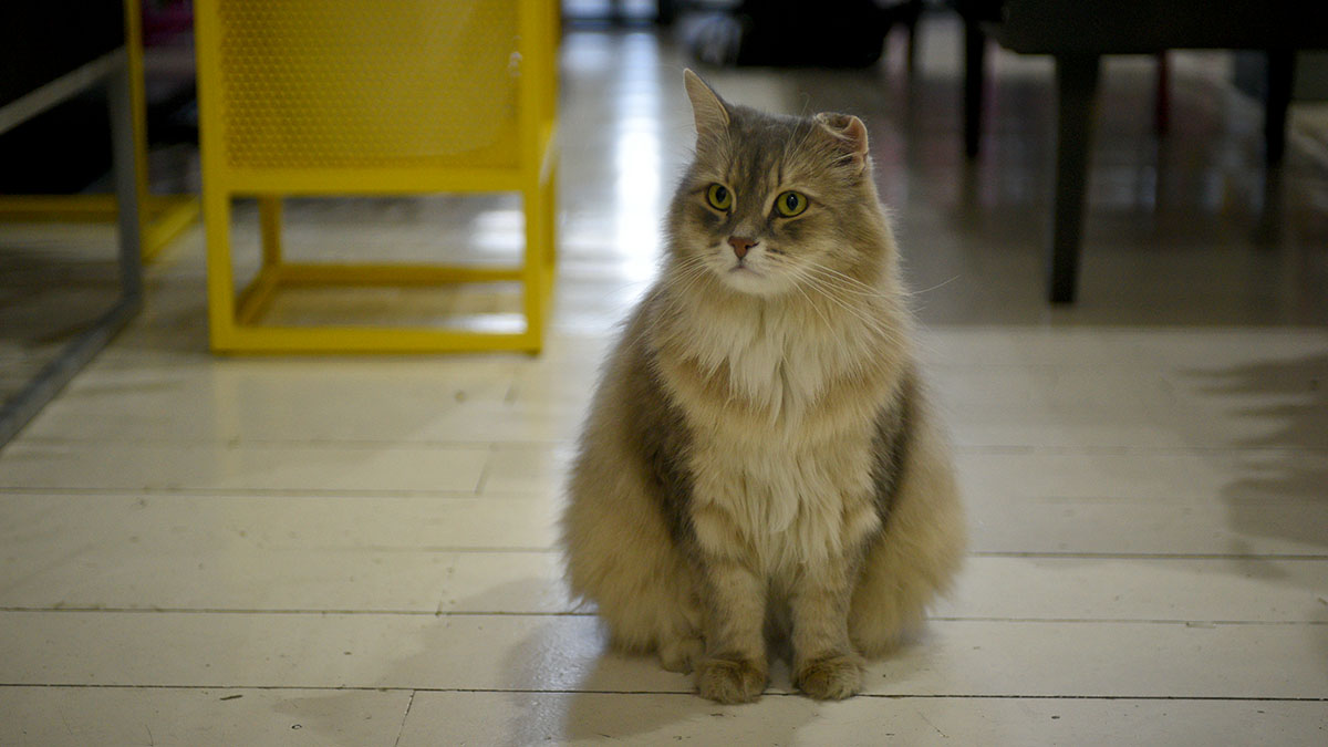 Спасатели в Москве вытащили уличного котенка из подземного коллектора