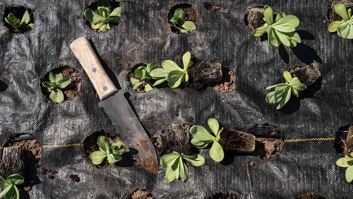 Как правильно подкармливать высаженные помидоры