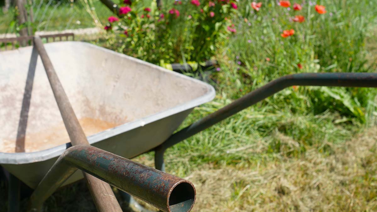 Огородникам рассказали, как спасти растения от палящего солнца