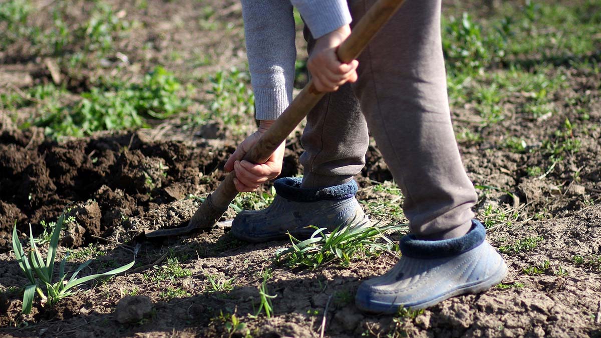 Лунный календарь садовода и огородника на май 2023 года: таблица посевных  дней