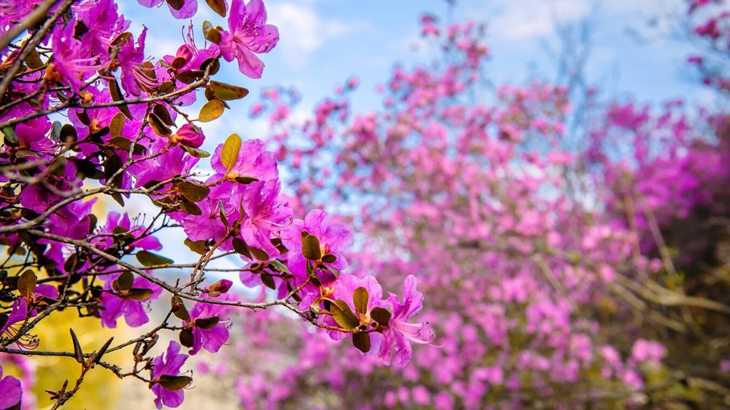 Специалисты туристического центра Russpass рассказали о весенних цветах России