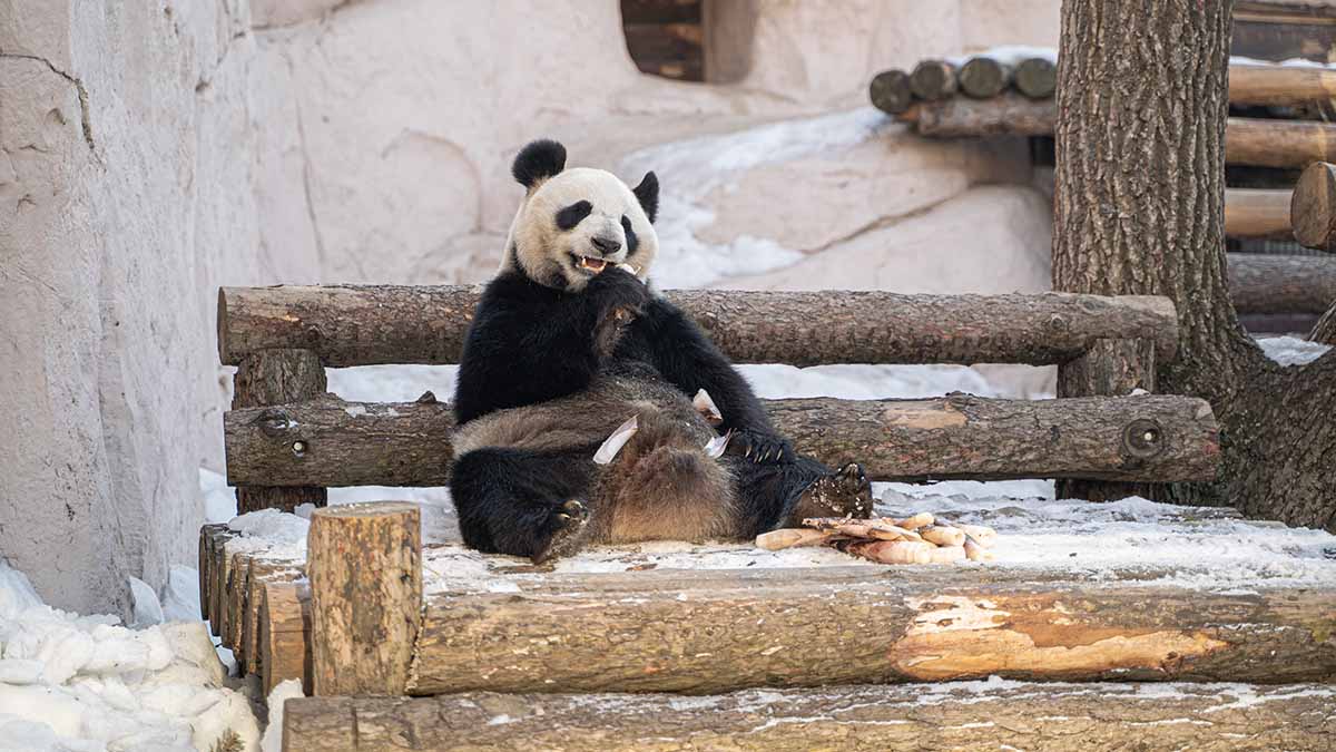 Горожанам рассказали, как проходит январь в Московском зоопарке