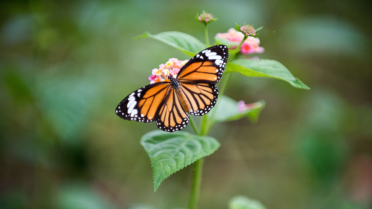 Насекомые проснулись на природных территориях Москвы