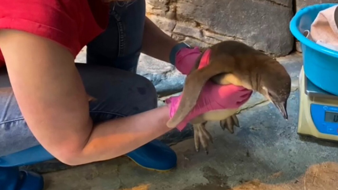 Трое птенцов пингвинов Гумбольдта вылупилось в Московском зоопарке