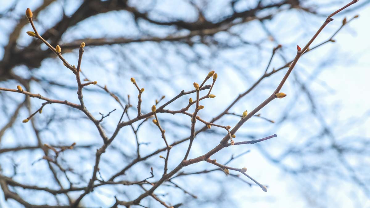 У магнолий в «Аптекарском огороде» аномально рано лопнули почки