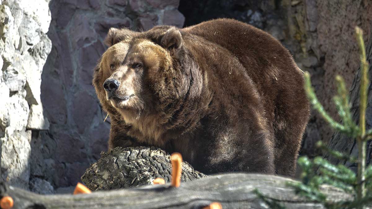Медведи Роза и Аладдин вышли из спячки в Московском зоопарке