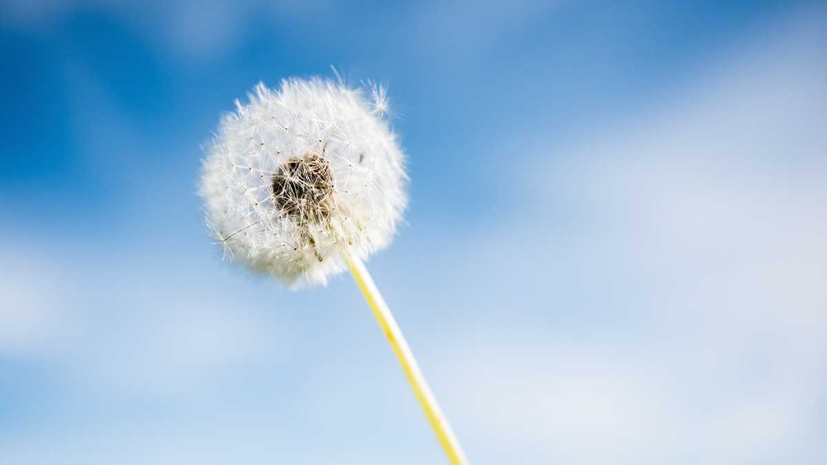 Врач назвала способ быстро снять симптомы сезонной аллергии