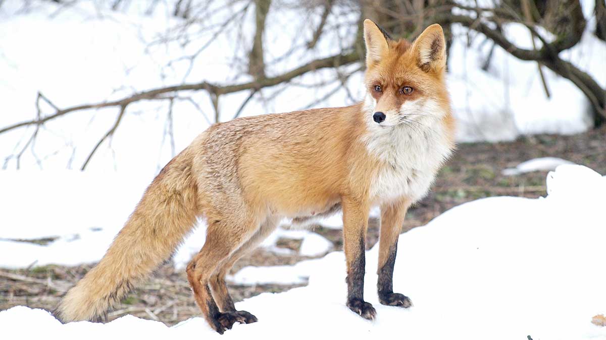 Биолог Фоменко рассказала, почему на улицах Москвы все чаще появляются лисы