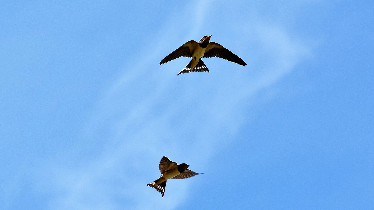 Народный календарь. Птицы, уха и гадания — как правильно провести 7 марта